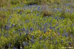 Hill Country blooms